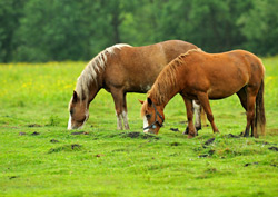 Haftpflichtversicherung für Pferde